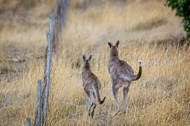 灰袋鼠（Macropus giganteus）